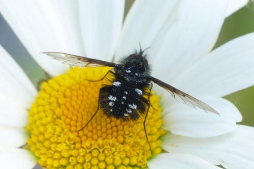 Réf. 258 847 : Bombylella atra